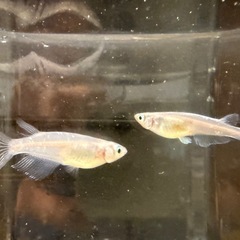 改良メダカ　花魁おいらん成魚1ペアの画像
