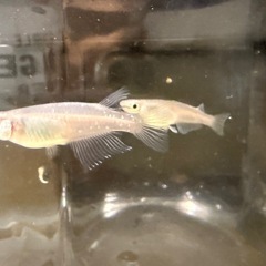 改良メダカ　花魁おいらん成魚1ペアの画像