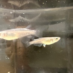 改良メダカ　花魁おいらん成魚1ペアの画像