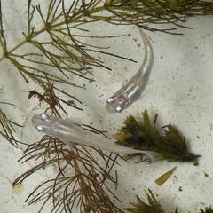 改良メダカ　花魁おいらん成魚1ペアの画像