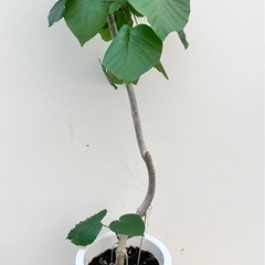 観葉植物　フィカス　ウンベラータ　曲がりの画像