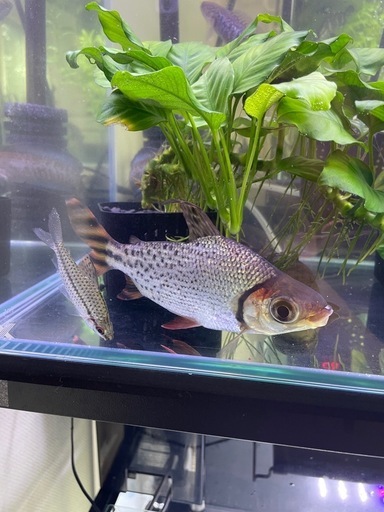 カラープロキロダス　約18cm