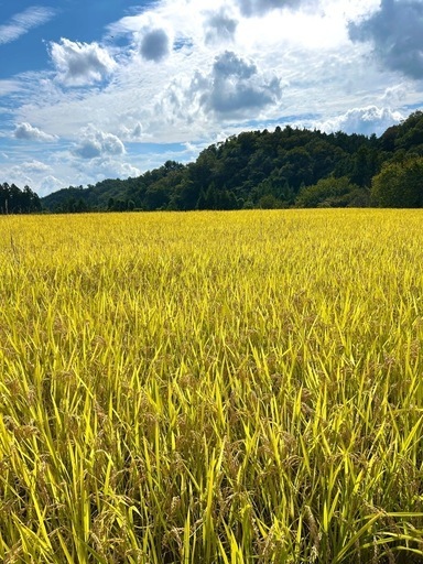 【新規受付停止中】令和7年　宮城県産　ひとめぼれ　玄米30kg