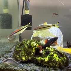 熱帯魚　各種　全部の画像