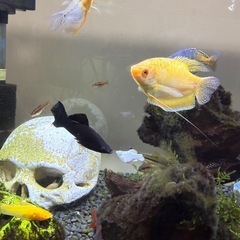 熱帯魚　各種　全部の画像