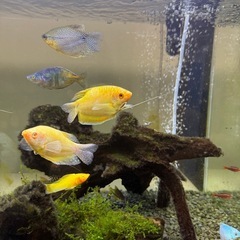 熱帯魚　各種　全部の画像