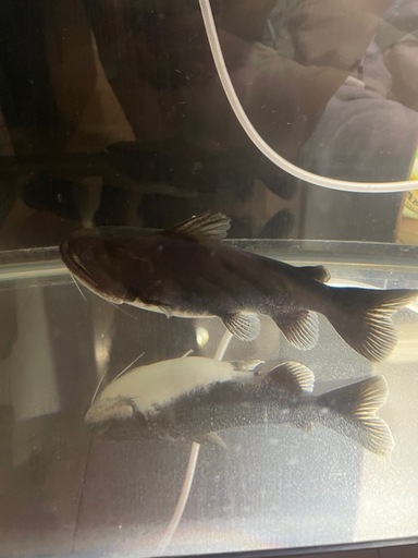 バトラクスキャット　約18cm