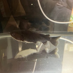 バトラクスキャット　約18cmの画像