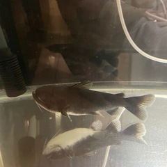 バトラクスキャット　約18cmの画像