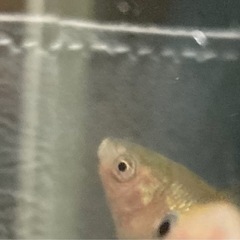 2㎝位　ピンポンパール　金魚の画像