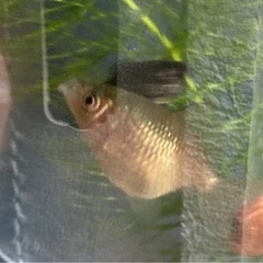 2㎝位　ピンポンパール　金魚の画像