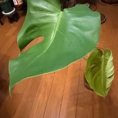 Bモンステラデリシオーサ水耕栽培の画像