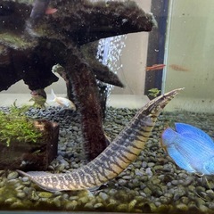 熱帯魚　各種　全部の画像