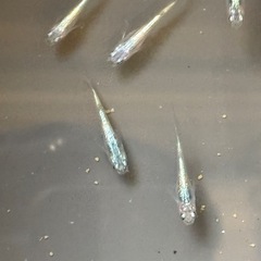 ネプチューンメダカ　10匹　②の画像