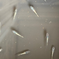 ネプチューンメダカ　10匹　②の画像