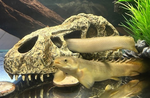 ポリプテルス 7匹オマケ１匹 古代魚 mame-store_6659-8541