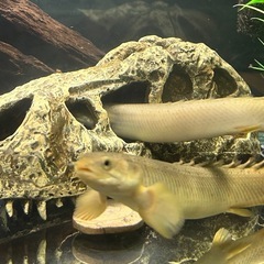 【古代魚】ポリプテルス・セネガルス（約20cm×2匹）丈夫で飼育しやすい✨の画像
