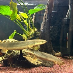 【古代魚・人気種】ポリプテルス・セネガルス（約20cm・2匹）✨...