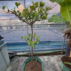 果樹苗　ミラクルフルーツ　高さ100cmほど　の画像