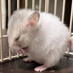 ゴールデンハムスター