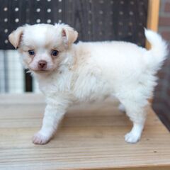 MIX犬 パピチワ 男の子