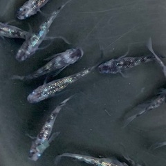 10月12日〆切　25-3 メダカ　獅子流し しぐれ　2ペア(画像個体より) の画像