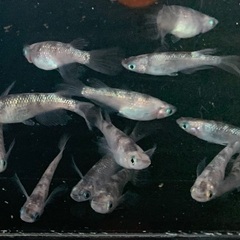 10月12日〆切　25-3 メダカ　獅子流し しぐれ　2ペア(画像個体より) の画像
