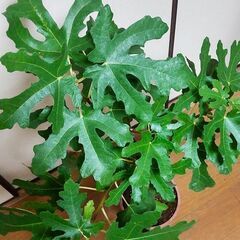 【最終値下】イチジク（サルタン）の挿し木苗　90センチ 　7号陶器鉢入りの画像