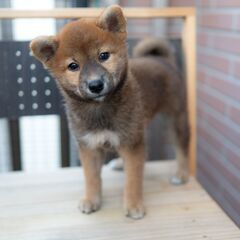 柴犬 女の子