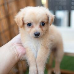 MIX犬 ポメプー 男の子