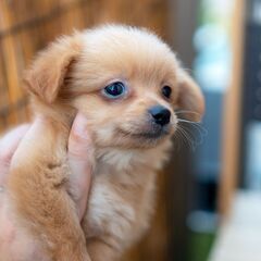 MIX犬 ポメプー 男の子
