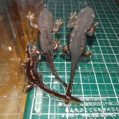 オキナワシリケンイモリ幼体5匹（上陸済み、人工餌OK、送料別）#202502の画像