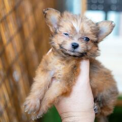 MIX犬 ポメプー 男の子