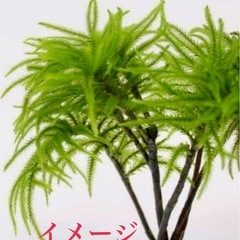 ★ コウヤノマンネングサ・リング付きの画像