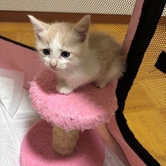 🫶🫢イケメンクリーム君🌙🌙トライアル決定です