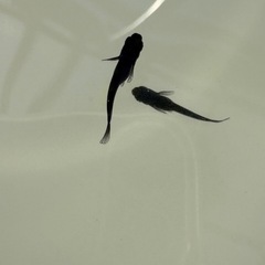 メダカ　オロチ幼魚10匹
の画像
