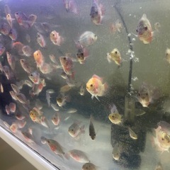 熱帯魚フラワーホン8-13CM
の画像
