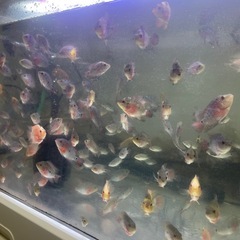 熱帯魚フラワーホン8-13CM
の画像