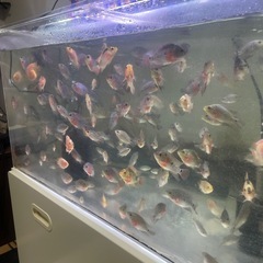 熱帯魚フラワーホン8-13CM
の画像