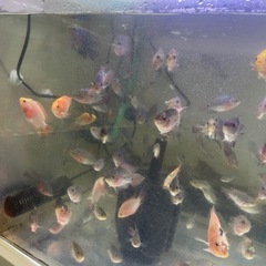 熱帯魚フラワーホン8-13CM
の画像