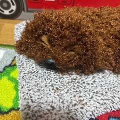 トイプードル置き型人形の画像