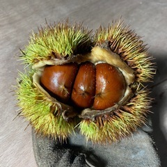 丹波栗の画像