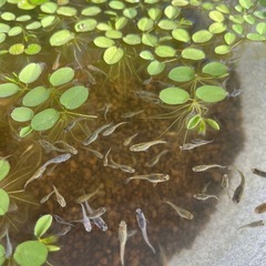 ミックスメダカの幼魚10匹の画像