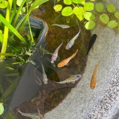 ミックスメダカの幼魚10匹の画像