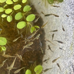 ミックスメダカの幼魚10匹の画像