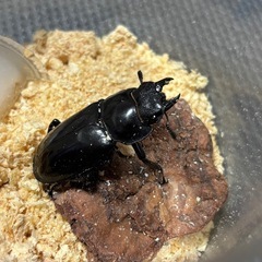 マンディブラリスフタマタクワガタ　♀ 単の画像