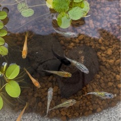 ミックスメダカの幼魚10匹の画像