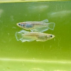 数量限定セール‼️めだか1匹100円
の画像