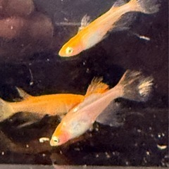 数量限定セール‼️めだか1匹100円
の画像