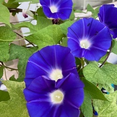  ☀️ちょっと早起きして、話題のモーニングへ🍽️